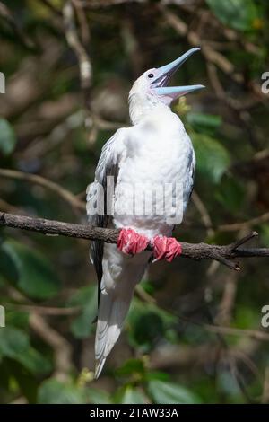 Booby à pieds rouges (Sula sula rubripes) perché sur une branche avec bec ouvert, île Christmas, Australie Banque D'Images