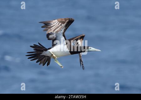 Brown Booby (Sula leucogaster plotus) volant avec des ailes déployées, île Christmas, Australie Banque D'Images