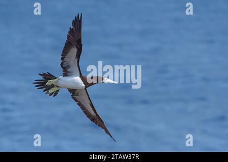 Brown Booby (Sula leucogaster plotus) volant avec des ailes déployées, île Christmas, Australie Banque D'Images