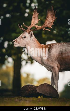 Un majestueux cerf de Virginie se dresse dans un paysage boisé tranquille Banque D'Images