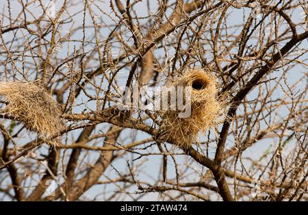 Sourcils blanc sparrow weaver nest Banque D'Images