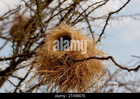 Sourcils blanc sparrow weaver nest Banque D'Images