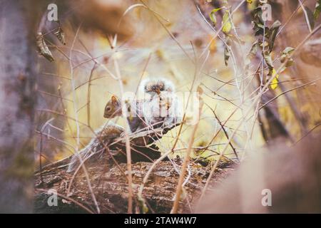 Un gros plan de deux écureuils à fourrure grise perchés sur une branche d'arbre Banque D'Images
