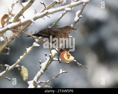 Femelle Blackbird assise sur la branche, mangeant des pommes. Banque D'Images