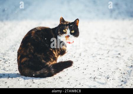 Chat animal de compagnie en écaille de tortue assis dans la neige Banque D'Images