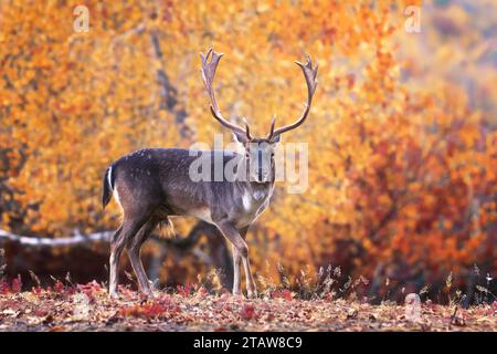 Cerf de jachère dans un cadre d'automne magnifique (Dama Dama) ; les mâles se battent pour faire dans les clairières profondes dans les bois Banque D'Images