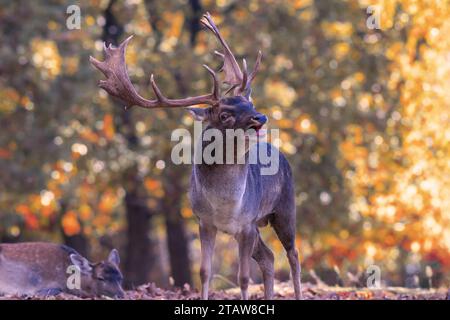 Gros plan d'un cerf de jachère rugissant (Dama Dama) pendant la saison d'accouplement ; les cerfs se rassemblent dans des lieux rituels où les mâles les plus forts gardent les Does Banque D'Images