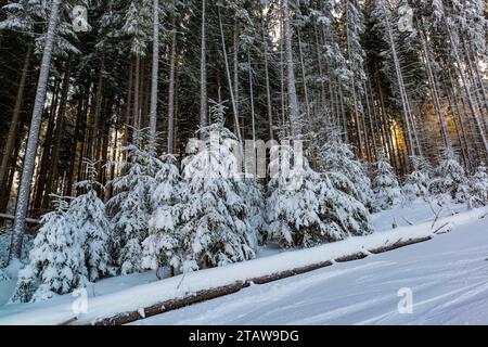 Pente de neige pittoresque avec de grands épinettes. Paysage d'hiver boisé sauvage Banque D'Images