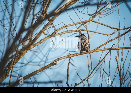 Casse-noix eurasien (Nucifraga caryocatacttes) Banque D'Images