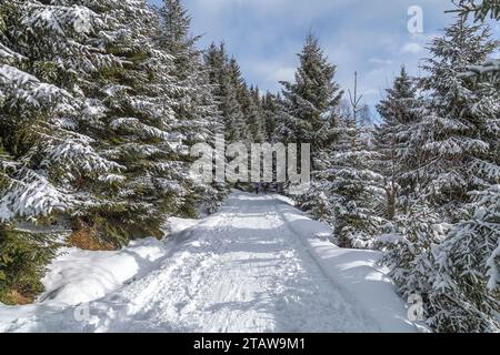 Montagne, chemin d'hiver dans la forêt entre les épinettes couvertes de neige sur une journée ensoleillée glaciale. Banque D'Images