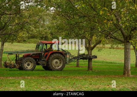 Récolte mécanique des noix de Grenoble dans un verger près de Saint Antoine l'Abbaye, Isère, France, en automne. Banque D'Images