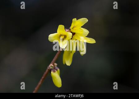 Fleurs jaunes de Forsythia en fleurs au printemps close up.Forsythia intermedia, ou border forsythia est un arbuste décidu ornemental d'origine jardin. Banque D'Images