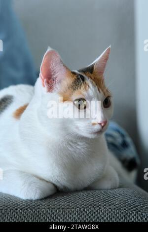portrait d'un chat tacheté blanc Banque D'Images