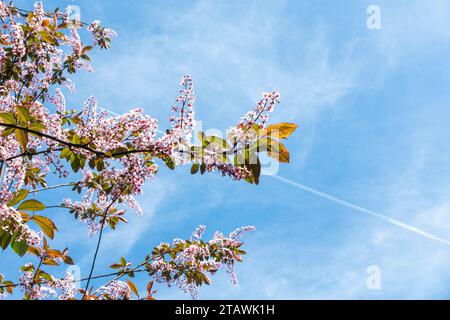 Cerisier d'oiseau européen, Prunus padus 'Colorata', floraison à Pruhonice, République tchèque, le 1 mai 2023. (CTK photo/Libor Sojka) Banque D'Images