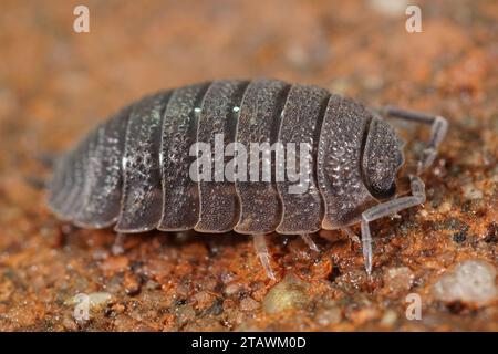 Gros plan détaillé sur un boisé gris blindé à peau rugueuse, Porcellio scaber Banque D'Images