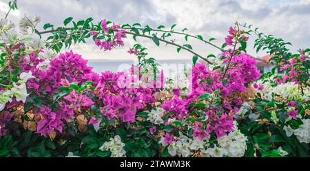 Fleur de bougainvillier, fleur de papier, fleur de bougainvillier rose dans une journée ensoleillée dans le jardin. Fleurs de Bougainvillea en fleurs comme arrière-plan. Bac floral Banque D'Images