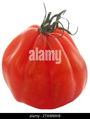 Tomate biologique fraîche de type unique isolée Banque D'Images