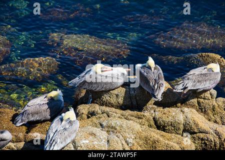 California Brown Pelicans,Pelecanus occidentalis, perché sur les rochers au-dessus de l'eau claire de Breakwater Cove, Monterey, Californie. Banque D'Images