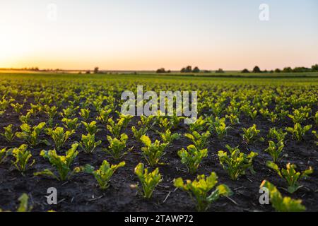 Feuilles vertes de betteraves à sucre plantées dans le champ. Racine de betterave à sucre, betterave. Agriculture Banque D'Images