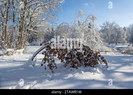 03.12.2023, hiver en Bayern. Große Mengen Neuschnee auch à Bad Wörishofen im Unterallgäu. über Nacht sind 50 Zentimeter Neuschnee gefallen, strahlender Sonnenschein verwandelt die Landschaft in ein Winterwunderland. Hier im Kurpark knickt es auch mal Bäume in der Schneelast UM. 03.12.2023, Bad Wörishofen 03.12.2023, Bad Wörishofen *** 03 12 2023, hiver en Bavière de grandes quantités de neige fraîche aussi à Bad Wörishofen à Unterallgäu pendant la nuit, 50 centimètres de neige fraîche sont tombés, un soleil éclatant transforme le paysage en un pays des merveilles hivernales ici dans les jardins thermaux, les arbres parfois flambent Banque D'Images