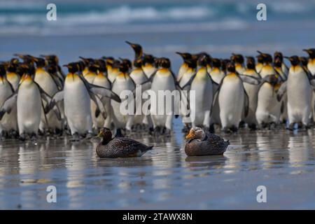 Les canards à vapeur des îles Malouines (Tachyeres brachypterus) sont émus par un grand groupe de manchots royaux à Volunteer point dans les îles Malouines. Banque D'Images