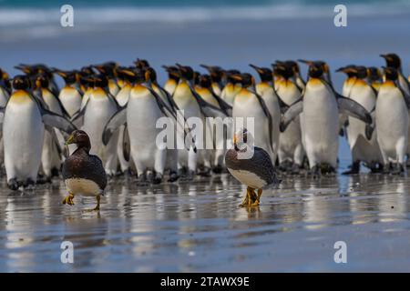 Les canards à vapeur des îles Malouines (Tachyeres brachypterus) sont émus par un grand groupe de manchots royaux à Volunteer point dans les îles Malouines. Banque D'Images