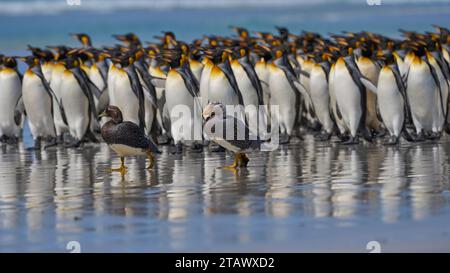 Les canards à vapeur des îles Malouines (Tachyeres brachypterus) sont émus par un grand groupe de manchots royaux à Volunteer point dans les îles Malouines. Banque D'Images