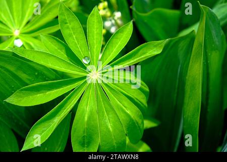 Une gouttelette d'eau est vue reposant sur une feuille dans cette image détaillée en gros plan. Une grosse goutte d'eau sur une feuille de lupin. Banque D'Images