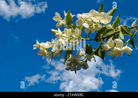 Fleurs blanches avec des centres jaunes et des feuilles vertes contre un ciel bleu. Une branche d'un buisson de jasmin florissant contre un ciel bleu. Fleur blanche parfumée Banque D'Images