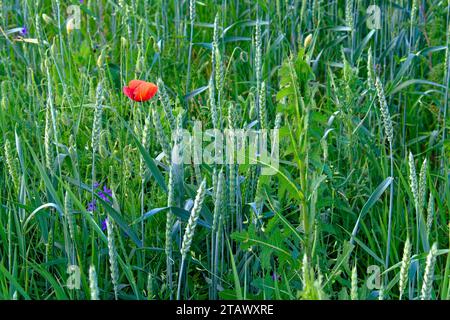 Un seul coquelicot rouge se distingue dans un champ de vert. Banque D'Images