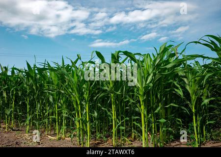 L'image montre un champ de maïs avec de hautes tiges vertes et des feuilles sous un ciel bleu avec des nuages blancs. Banque D'Images