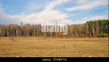 Une photo de paysage capture un champ avec de l'herbe sèche, des arbres bordant l'horizon sous un ciel bleu avec des nuages. Banque D'Images