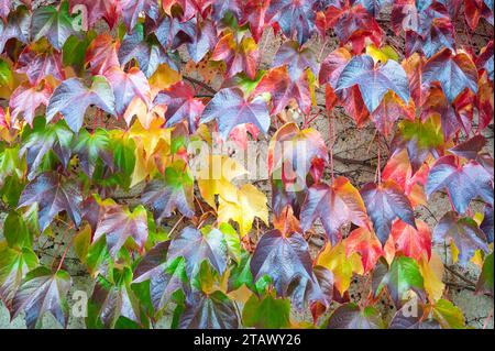 Belle myriade de couleurs de la Creeper Virginia Banque D'Images