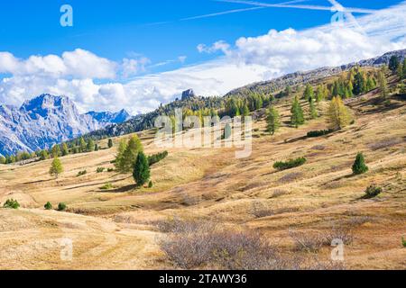 Image idyllique d'une prairie avec des forêts de mélèze et d'épicéa Banque D'Images