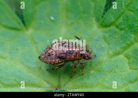 Gros plan détaillé sur une image , nymphe d'un insecte rhopalide, Rhopalus surufus assis sur une feuille verte Banque D'Images