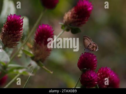 Nakhon Sawan, Thaïlande. 3 décembre 2023. Un papillon repose sur une fleur de bouton Bachelor dans la province de Nakhon Sawan, au nord de Bangkok, (crédit image : © Chaiwat Subprasom/SOPA Images via ZUMA Press Wire) À USAGE ÉDITORIAL SEULEMENT! Non destiné à UN USAGE commercial ! Banque D'Images