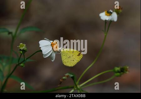 Nakhon Sawan, Thaïlande. 3 décembre 2023. Un papillon repose sur une fleur de pilosa de Bidens dans la province de Nakhon Sawan, au nord de Bangkok, (crédit image : © Chaiwat Subprasom/SOPA Images via ZUMA Press Wire) À USAGE ÉDITORIAL SEULEMENT! Non destiné à UN USAGE commercial ! Banque D'Images