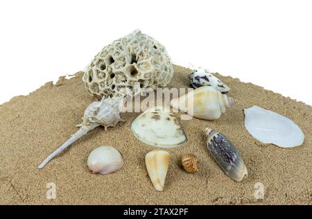 pile de coquillages sur sable de plage sur fond blanc Banque D'Images