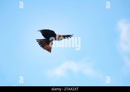 Cerf-volant noir volant dans le ciel - ailes grandes ouvertes Banque D'Images