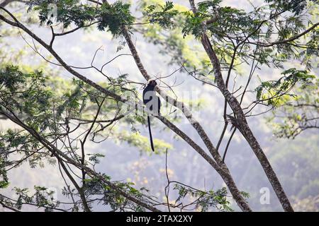 Nilgiri langur - singe assis sur une branche d'arbre Banque D'Images