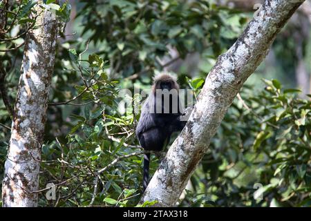 Nilgiri langur - singe assis sur une branche d'arbre Banque D'Images