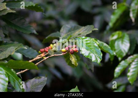 Vue rapprochée des grains de café ou des fruits de café ou des cerises de café Banque D'Images