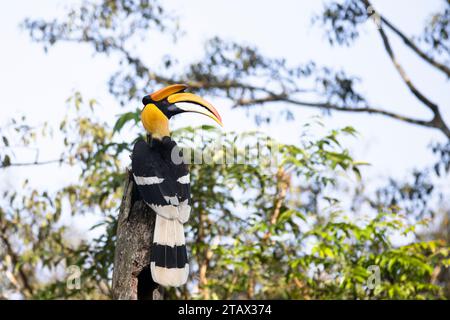 Grand oiseau en bec de Corne perché sur une bûche de bois Banque D'Images