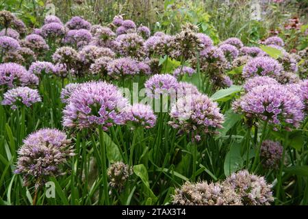 Fermeture détaillée sur un vibrant oignon ornemental en fleurs violettes , Allium, dans un parterre de fleurs de jardinage Banque D'Images