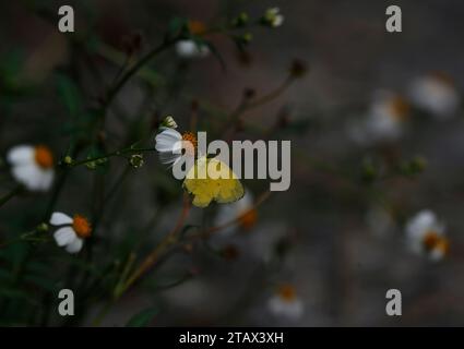 Nakhon Sawan, Thaïlande. 3 décembre 2023. Un papillon repose sur une fleur de pilosa de Bidens dans la province de Nakhon Sawan, au nord de Bangkok, (crédit image : © Chaiwat Subprasom/SOPA Images via ZUMA Press Wire) À USAGE ÉDITORIAL SEULEMENT! Non destiné à UN USAGE commercial ! Banque D'Images