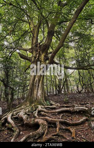 Gnarly, vieux et majestueux hêtre commun (Fagus sylvatica) dans un environnement boisé au feuillage vert. Banque D'Images