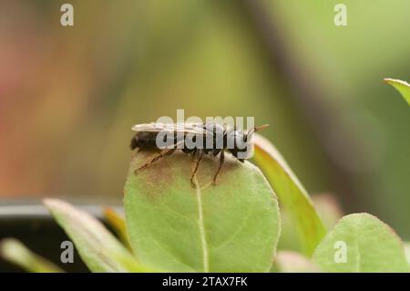 Gros plan naturel sur une abeille solitaire Shaggy noir foncé, Panurgus calcaratus, assise sur une feuille verte Banque D'Images