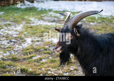 Chèvre avec de longues cornes sur la pelouse. Banque D'Images