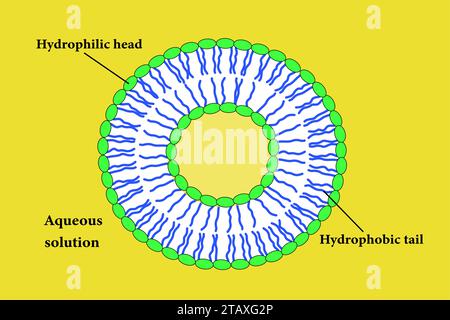 Le schéma d'un liposome formé par phospholipides.Illustration vectorielle. Illustration de Vecteur