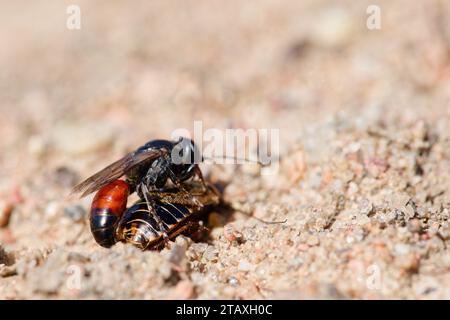 Guêpe-louche à tête carrée (Tachysphex obscuripennis) avec sa proie Banque D'Images